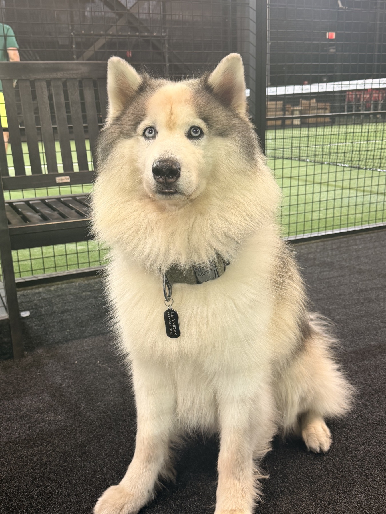Leonidas, a twelve-year-old husky and the inspiration behind Young Leonidas